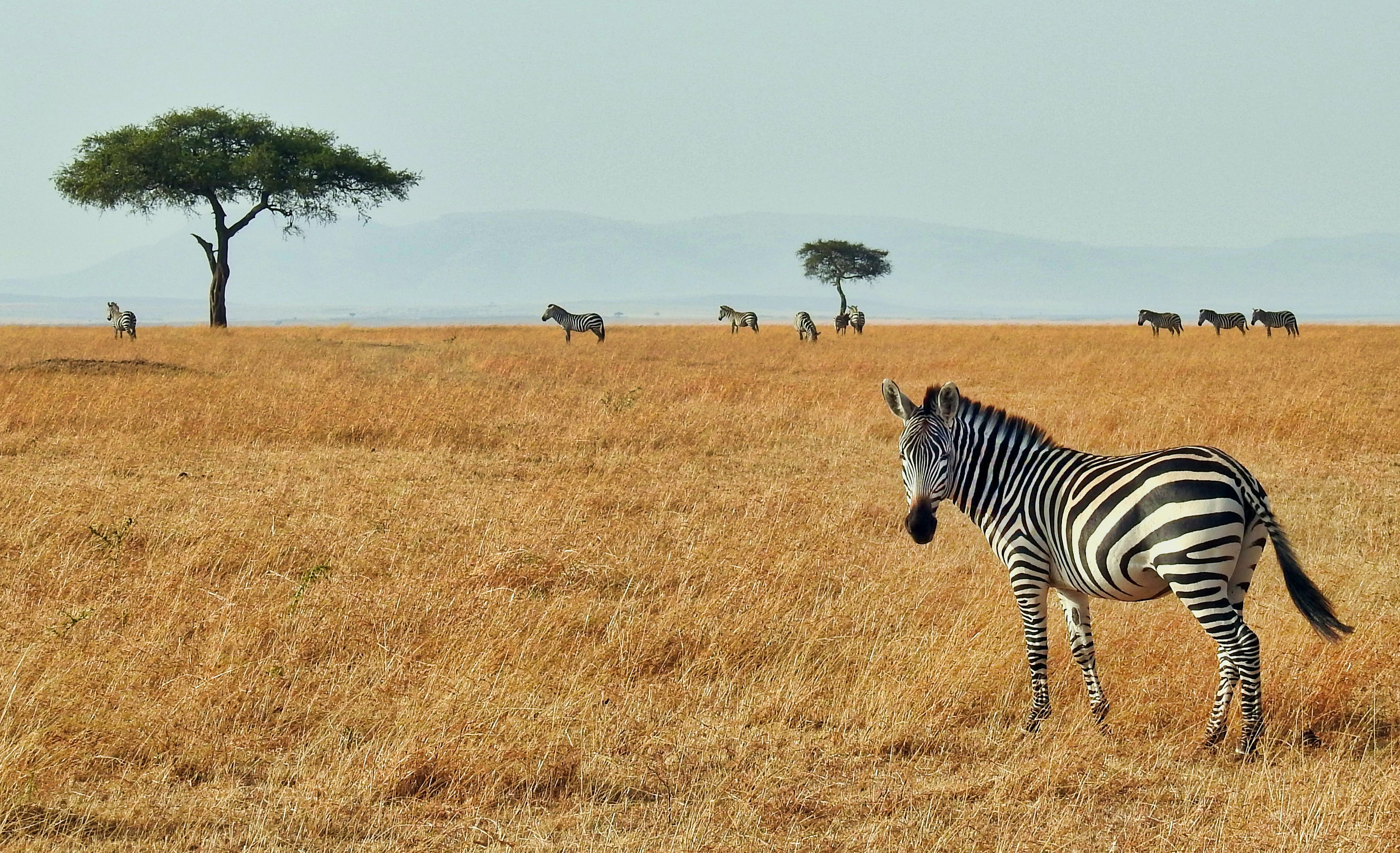 Safari landscape